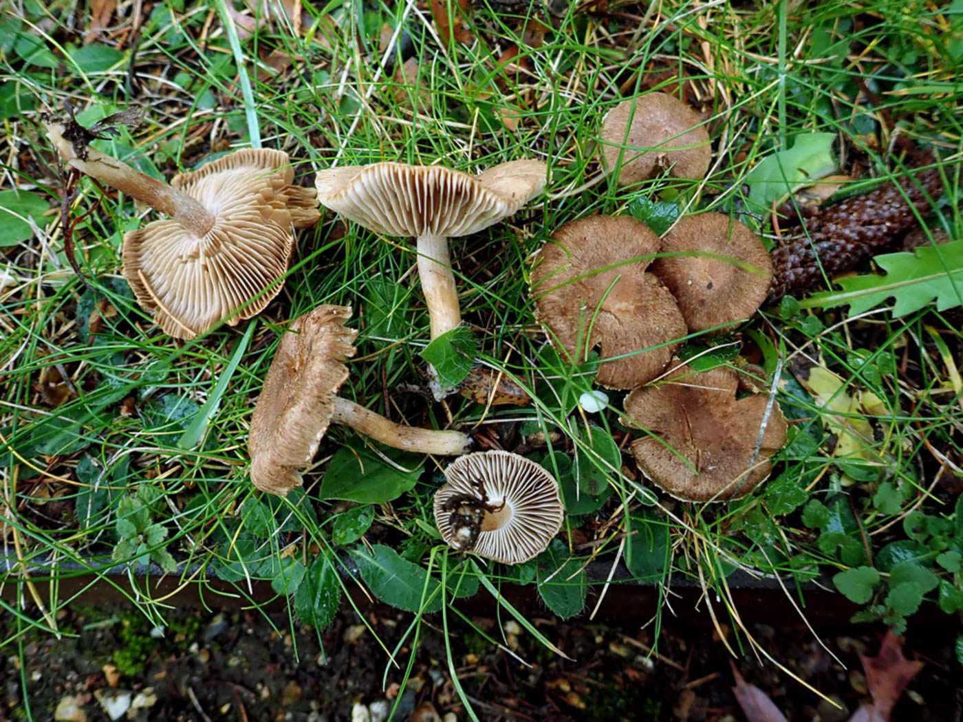 Photo © Penny Cullington Inocybe flocculosa by Penny Cullington